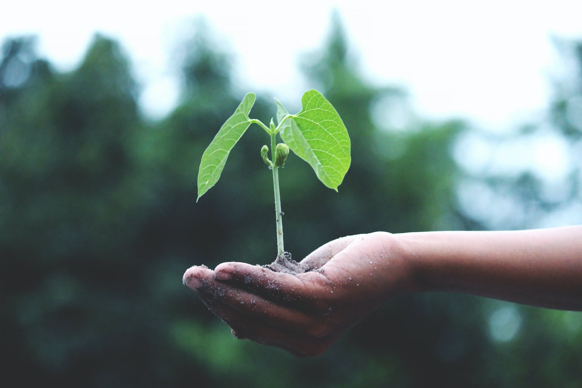 A hand holding a small plant